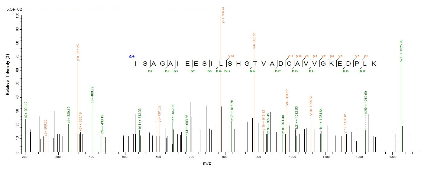 Human ACSS3 protein