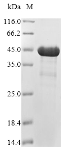 Mouse PRKAB1 protein