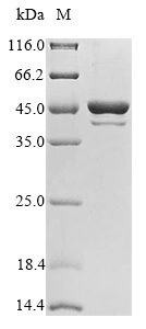 Fungi FBA1 protein
