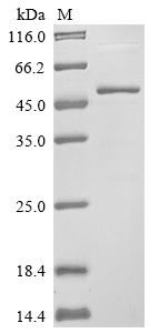 Human UNC13A protein