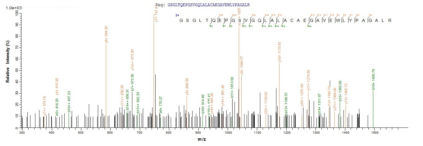 Human METRN protein