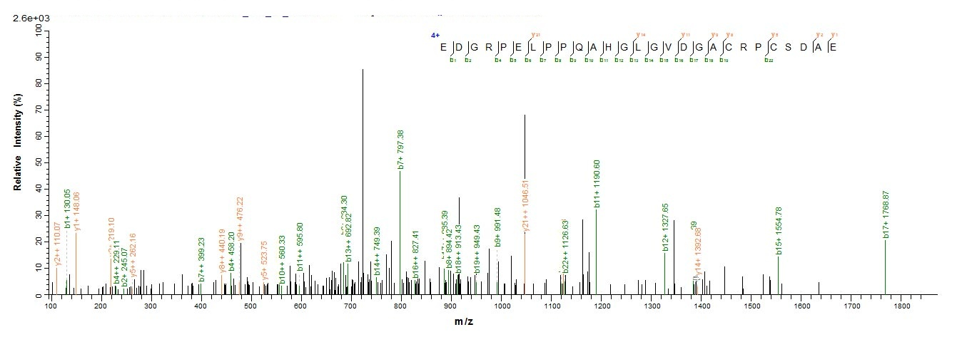 Human METRN protein