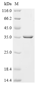 Human METRN protein