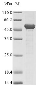 Fungi fap2 protein