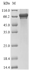 Mouse Prkn protein
