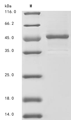 Mouse Arntl protein