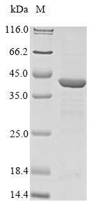 Bacteria oxyR protein