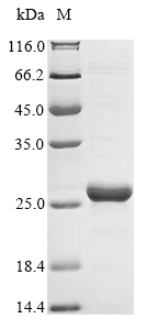 Human OARD1 protein