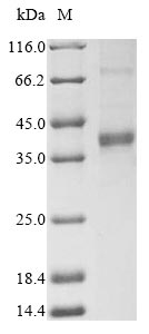 Rat Apoc1 protein