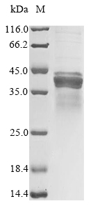 Mouse Apolipoprotein E protein