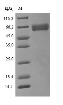 Human BSG protein