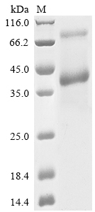 Human CD52 protein