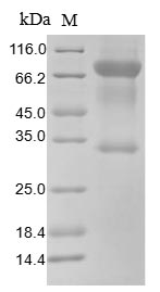 Human CD80 protein