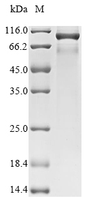 Rat Cfi protein