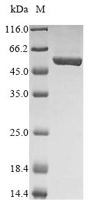 Mouse Ckap4 protein