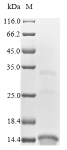 Human COL6A2 protein
