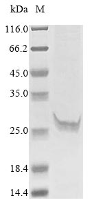 Human CTSO protein