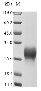 Human GIPR protein
