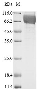 Rat Gucy2c protein