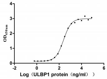 Human KLRK1 protein