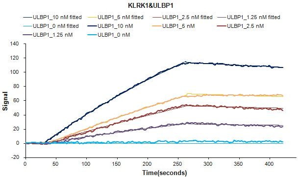 Human KLRK1 protein