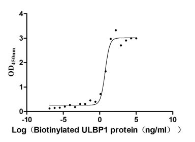 Human KLRK1 protein