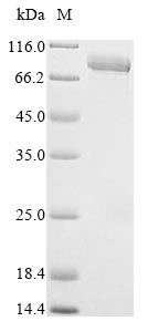 Human LPO protein