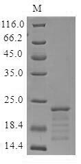 Mouse Mb protein