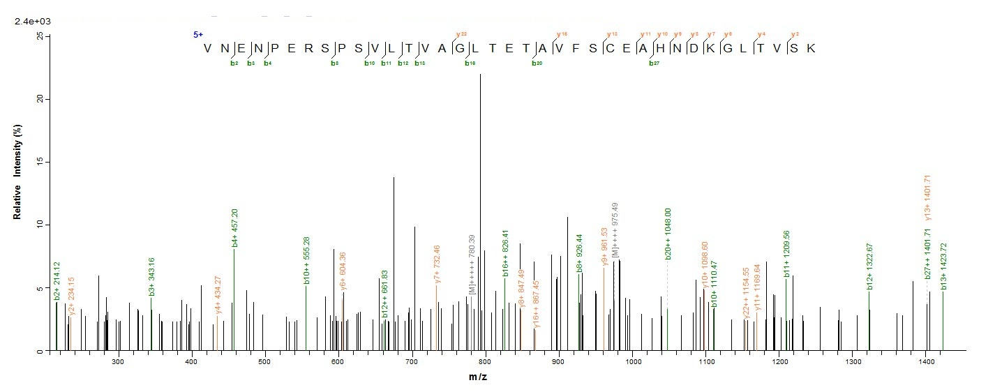Rat Mertk protein