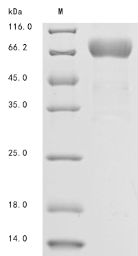 Human Mesothelin protein