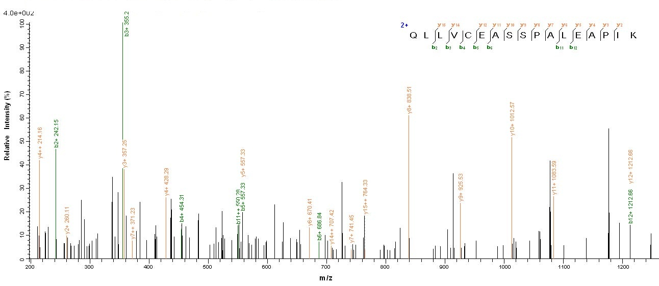 Human NPHS1 protein