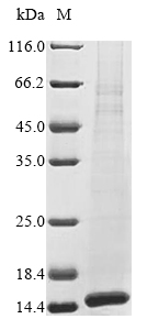 Mouse Plaa protein