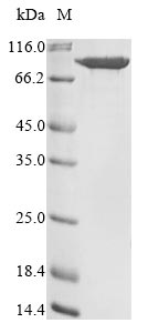 Human PLOD3 protein