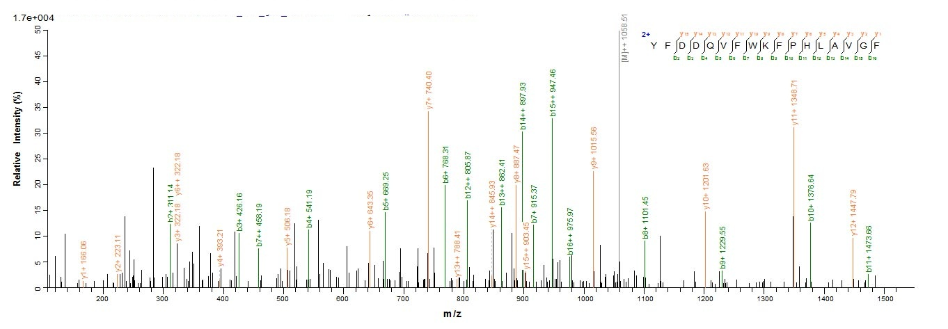 Human RHD protein