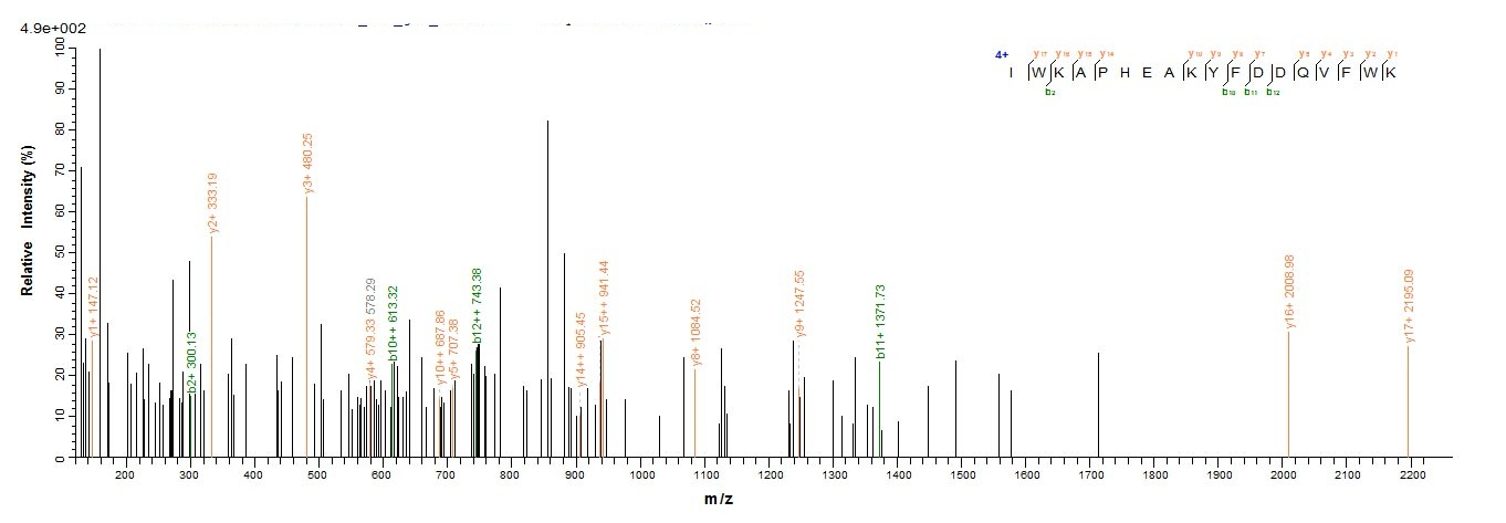 Human RHD protein