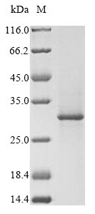 Porcine RHO protein