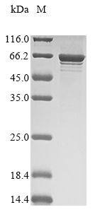 Human STXBP1 protein