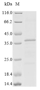 Mouse Tectb protein