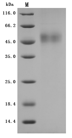 Rabbit TFPI protein