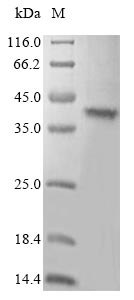 Mouse Tlr7 protein