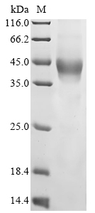Human TMEM119 protein