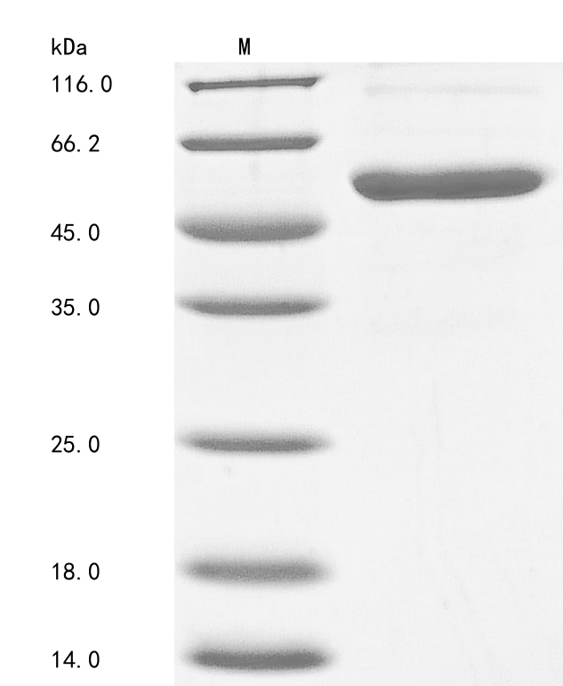 Human TNFSF14 protein
