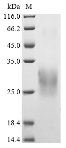 Virus A27L protein