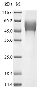 Virus GP protein