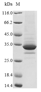 Mouse Cd101 protein