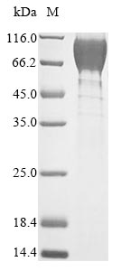 Mouse Gucy2c protein