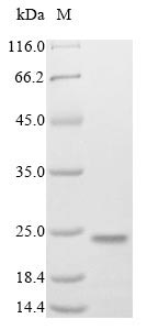 Mouse Mafk protein