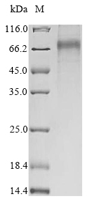 Mouse Pkdcc protein