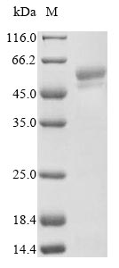 Human SERPINA9 protein