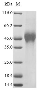 Human VSIG1 protein